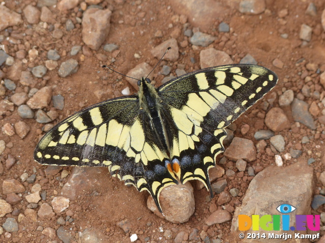 FZ007147 Swallowtail (Papilio machaon) butterfly